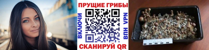 Галлюциногенные грибы мухоморы Пугачёв